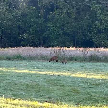 Dom wakacyjny Les Palmiers *