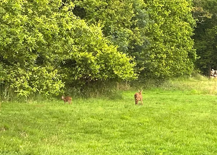 Les Palmiers * Challans
